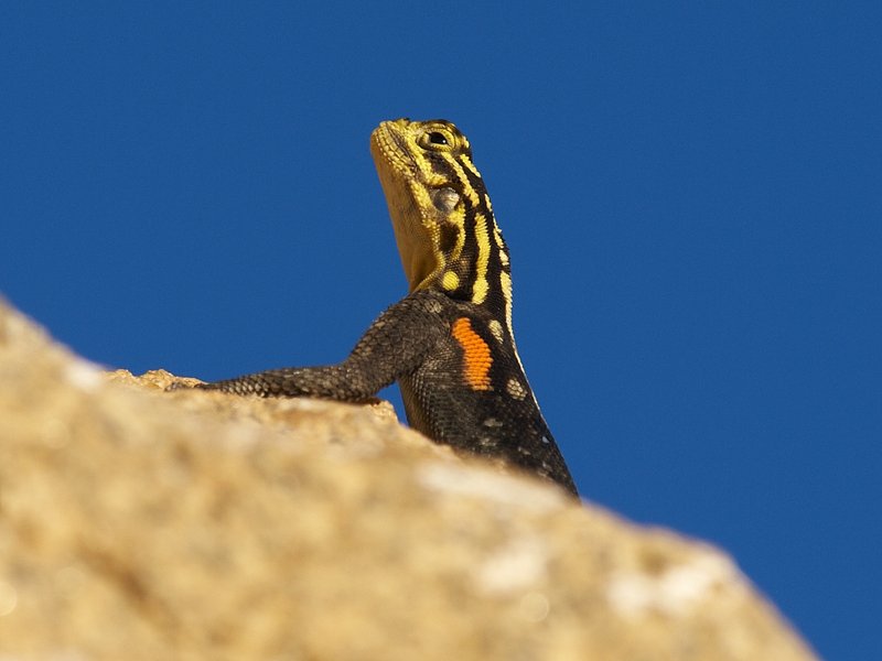 Windhoek, Lizard